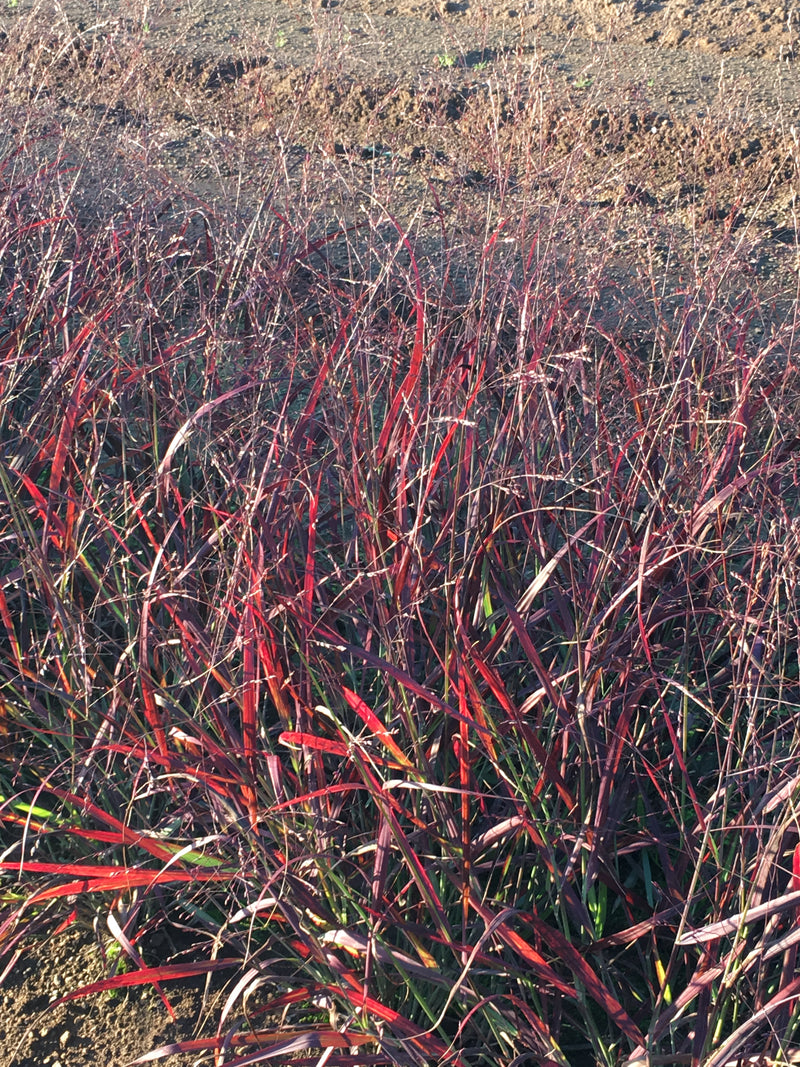 Switchgrass Shenandoah - 1 Gallon