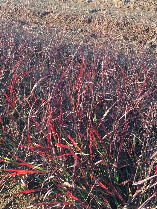 Shenandoah Switchgrass - 1 Gallon