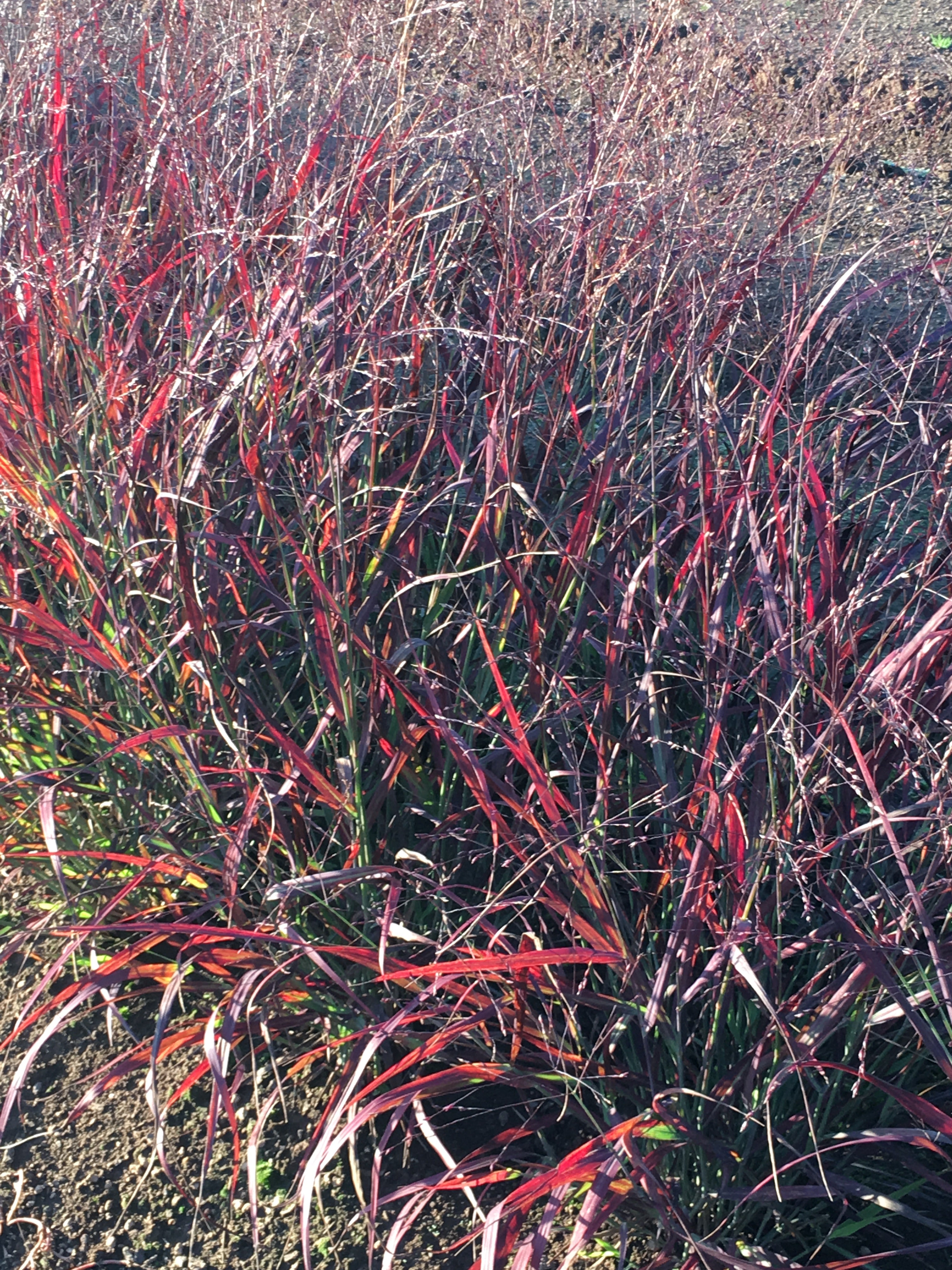 Blooming Junction Switchgrass Shenandoah - Thumbnail 3