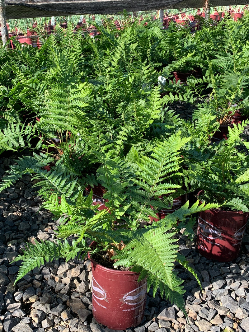 Fern Male - 1 Gallon