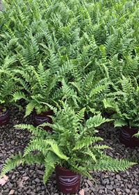 Fern Male - 1 Gallon