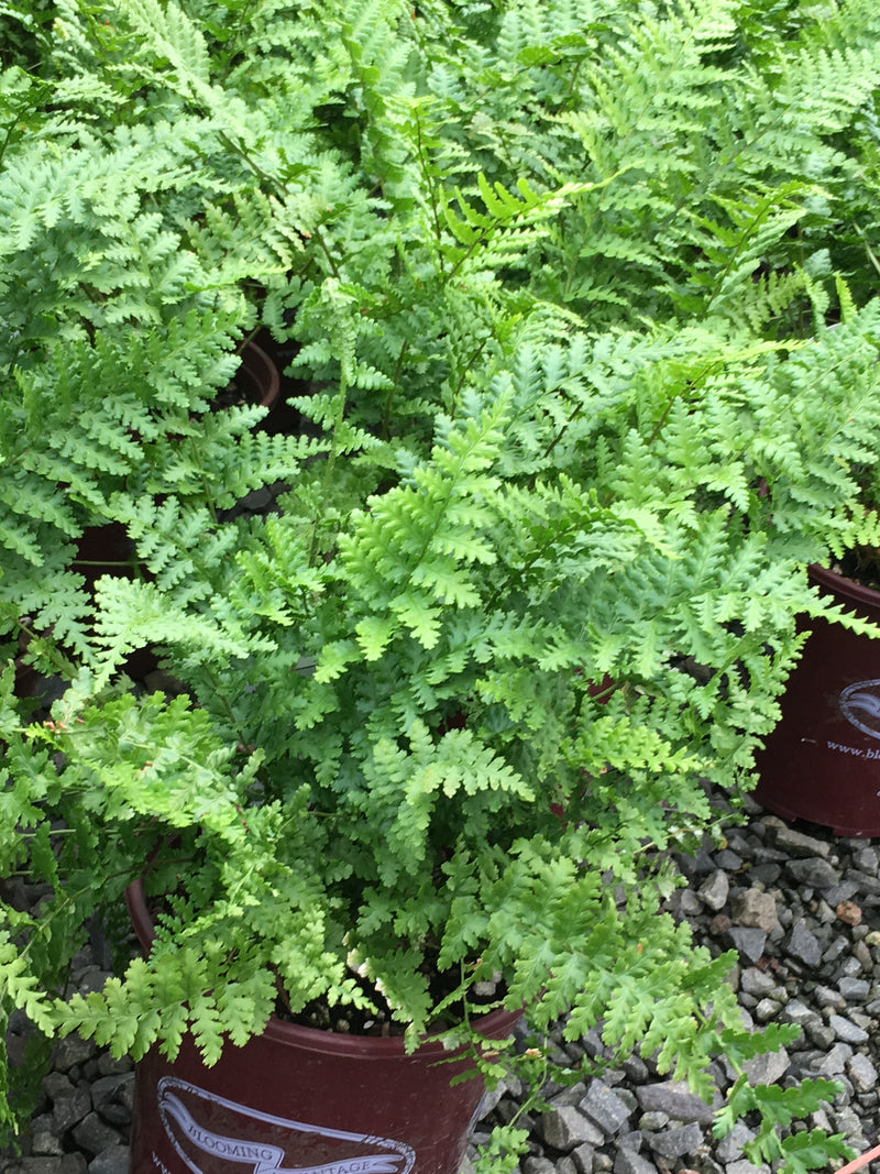 Fern Male - 1 Gallon