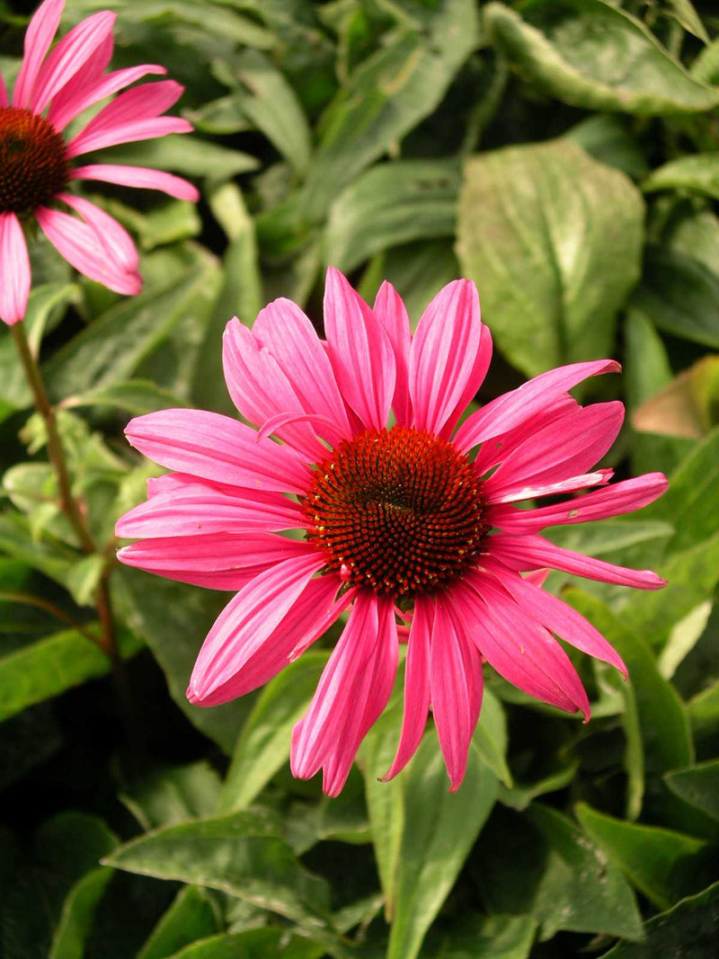 Echinacea Ruby Star - 3.5"