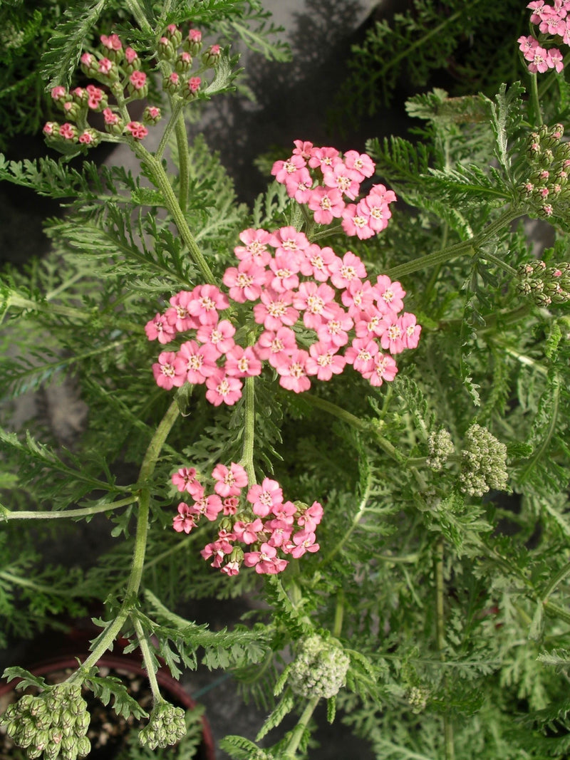 Achillea Lilac Beauty - 1 Gallon