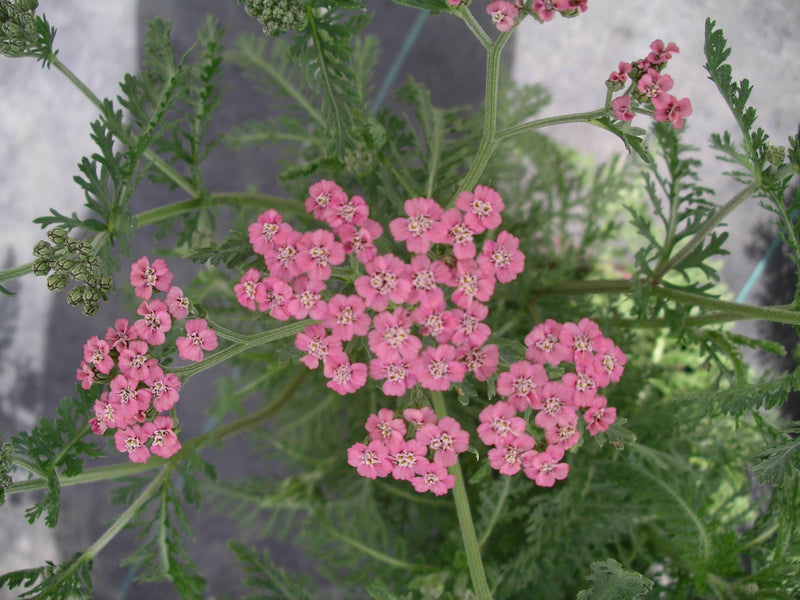 Achillea Lilac Beauty - 1 Gallon
