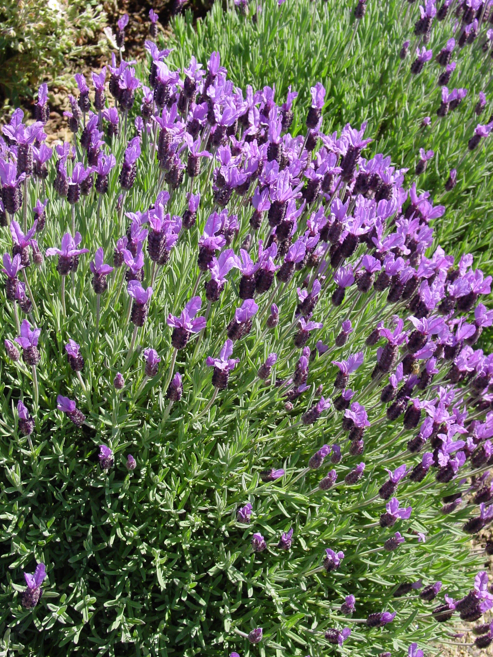 Lavender Otto Quast - 1 Gallon — Blooming Junction