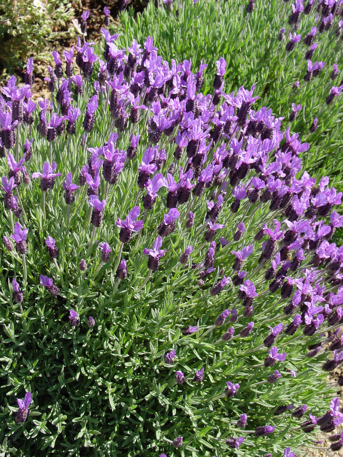 スツール lavender Lavender Otto Quast - 1 Gallon — Blooming Junction