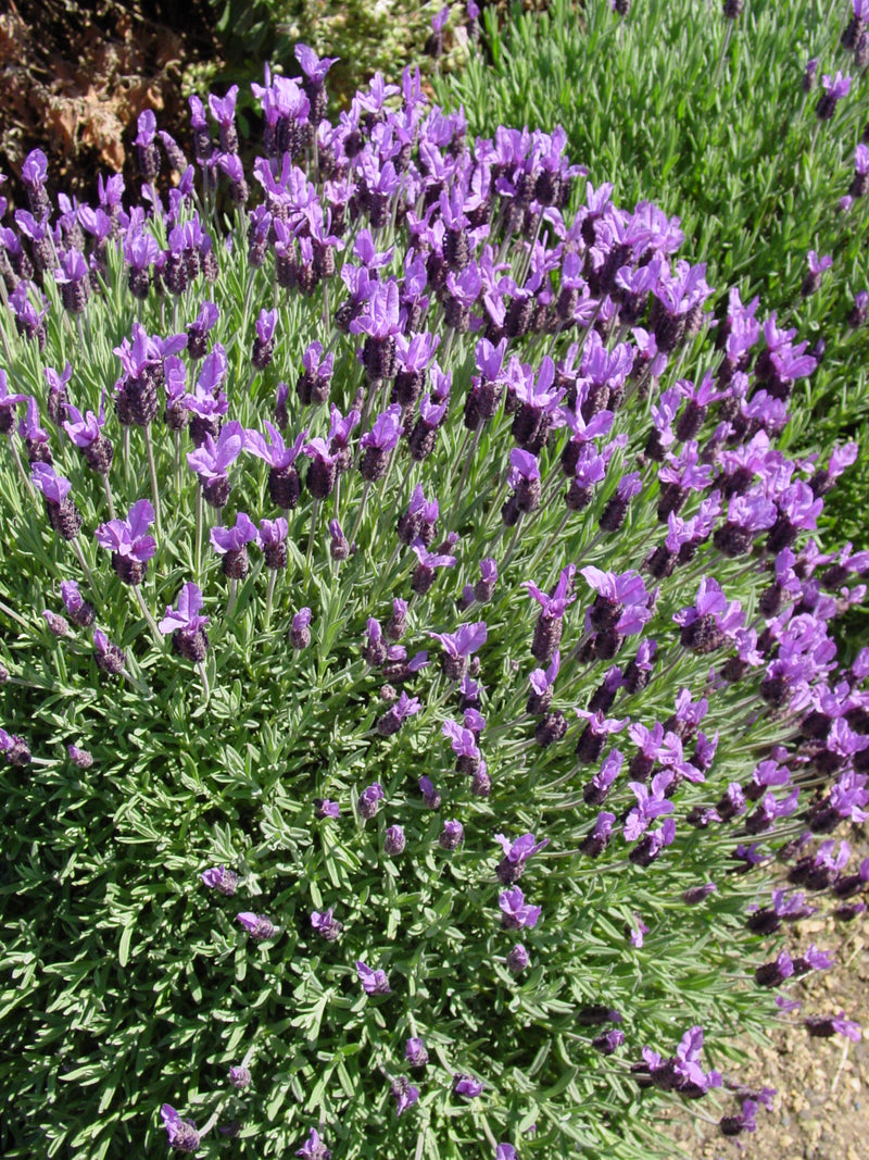 Lavender Otto Quast - 1 Gallon