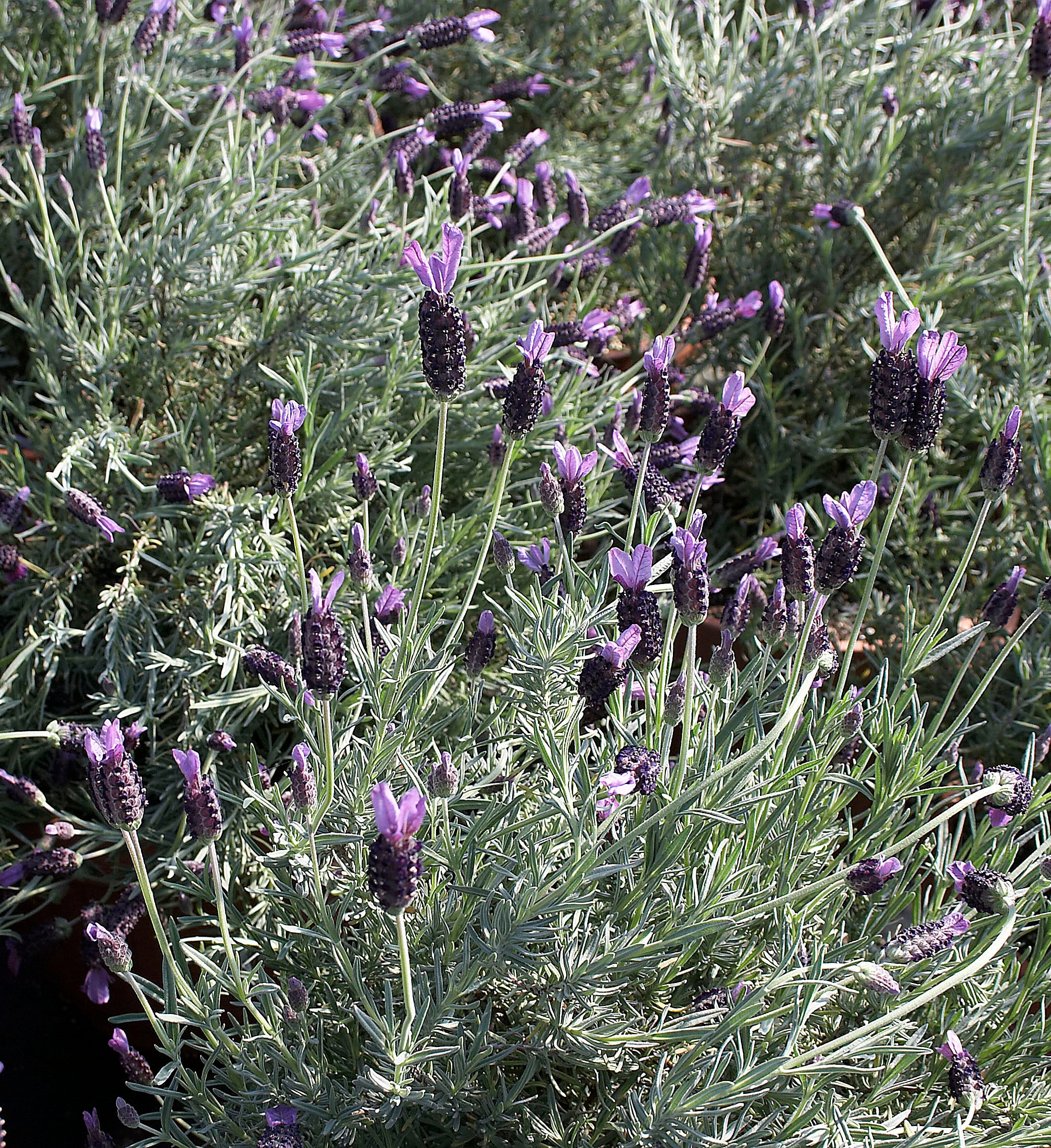 Lavender Otto Quast - 1 Gallon — Blooming Junction