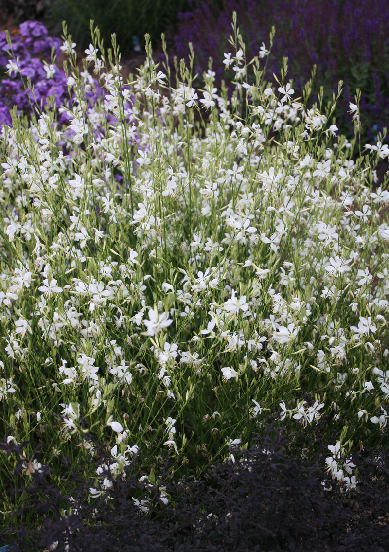 Gaura So White - 1 Gallon