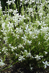 Gaura So White - 1 Gallon