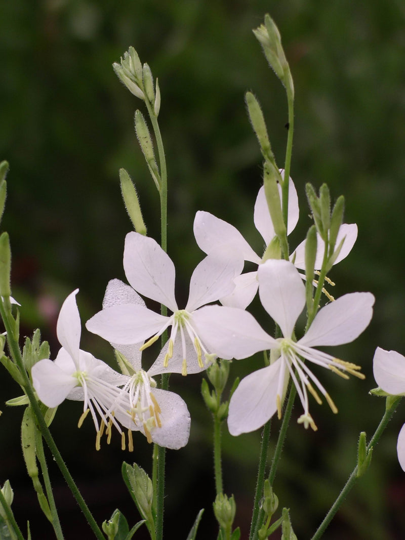 Gaura So White - 1 Gallon