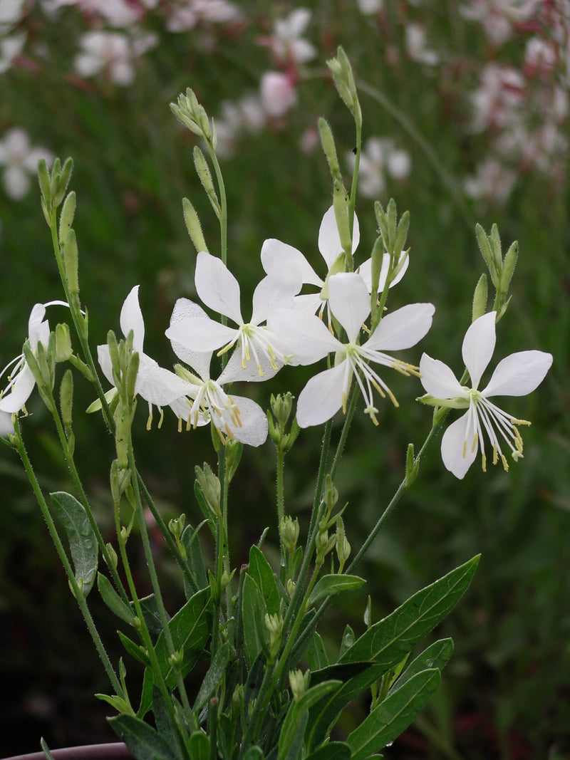 Gaura So White - 1 Gallon