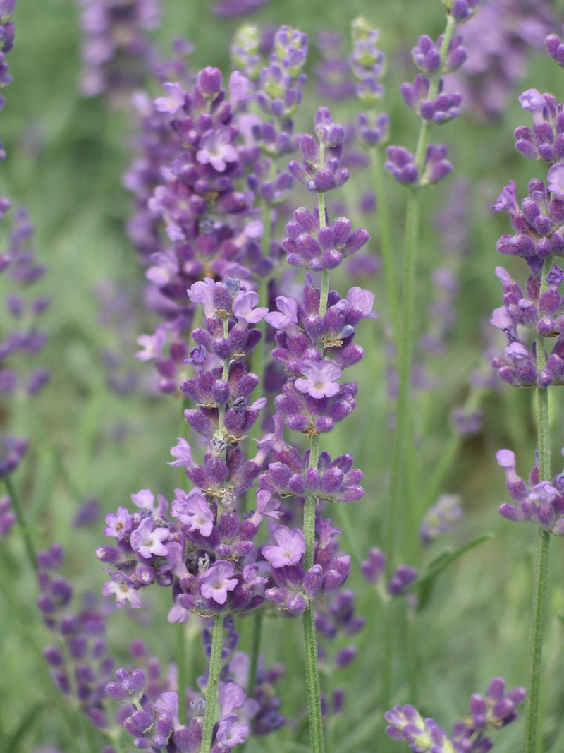 Lavender Betty Blue - Quart