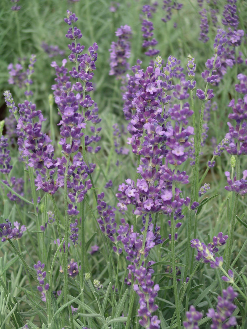 dark blue lavender plants Lavender Betty Blue