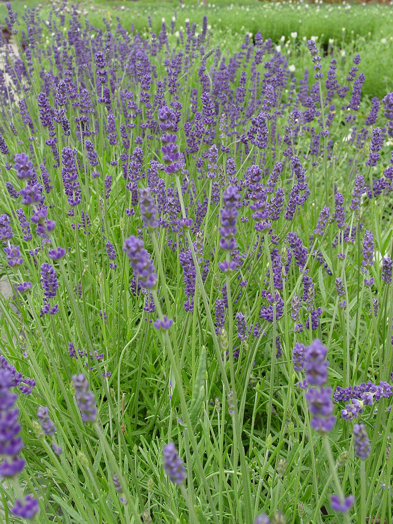 Lavender Betty Blue - Quart