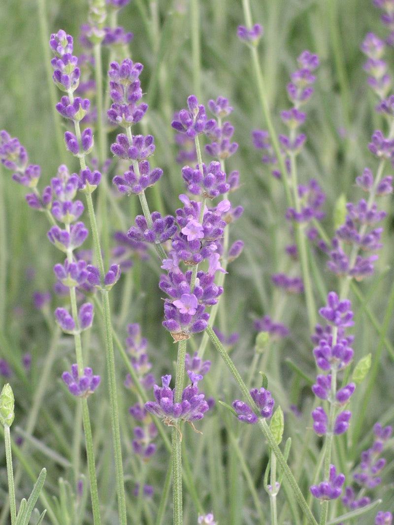 Lavender Betty Blue - Quart