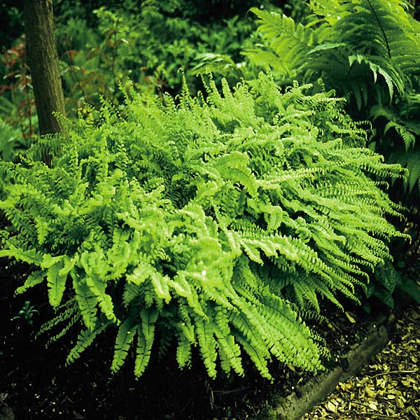 Fern Maidenhair - 1 Gallon