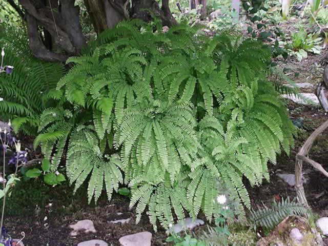Fern Maidenhair - 1 Gallon