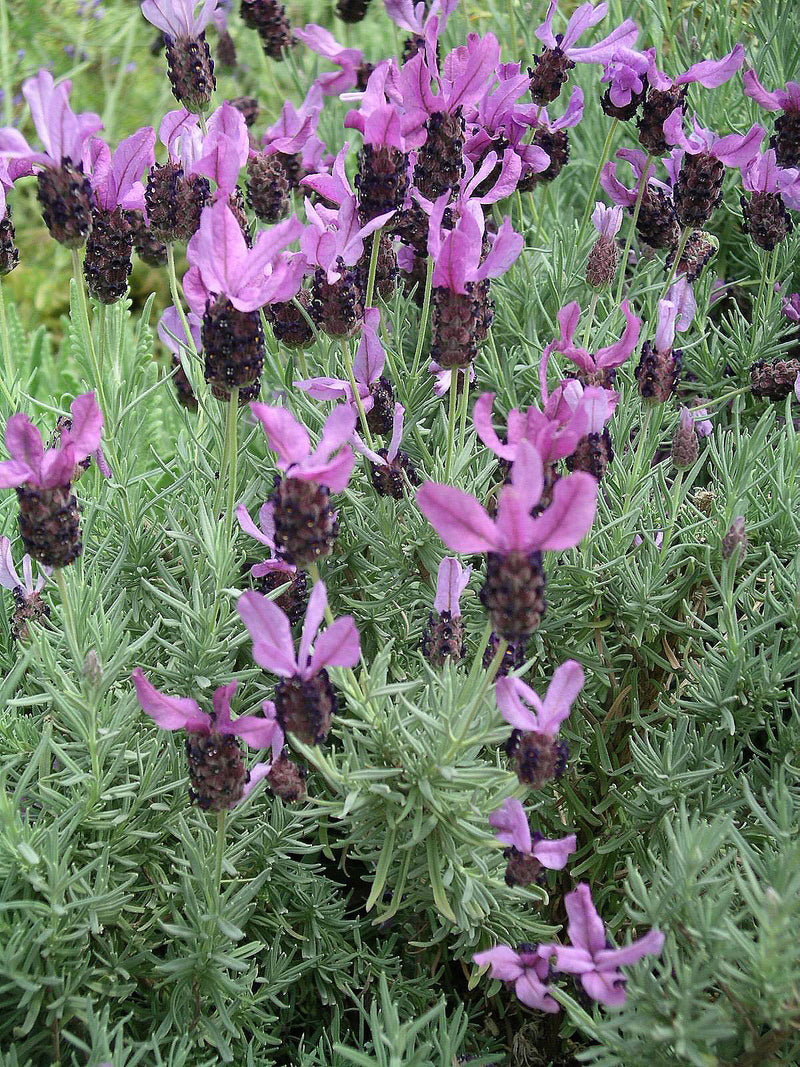 Lavender Wings of Night - 1 Gallon