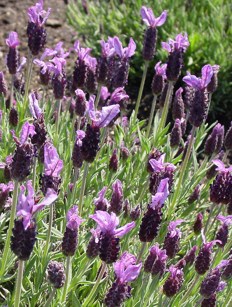 Lavender Wings of Night - Quart