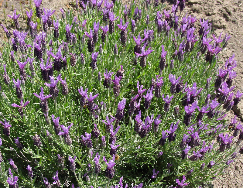 Lavender Wings of Night - 1 Gallon
