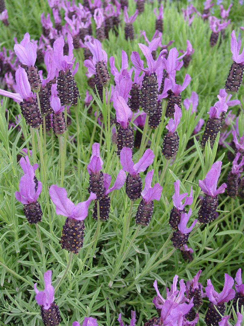 Lavender Wings of Night - 1 Gallon