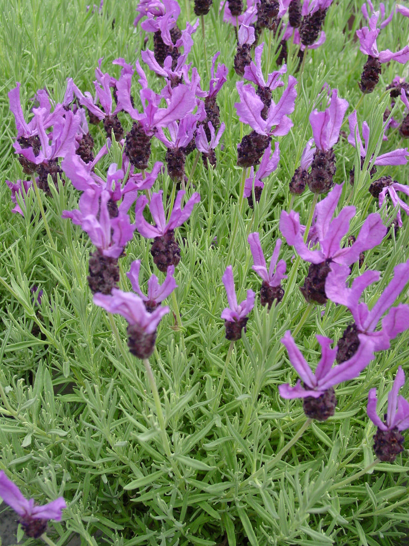 Lavender Wings of Night - Quart