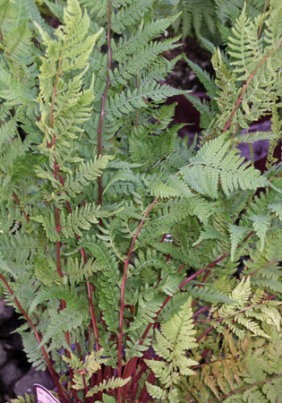 Fern Lady in Red - 1 Gallon