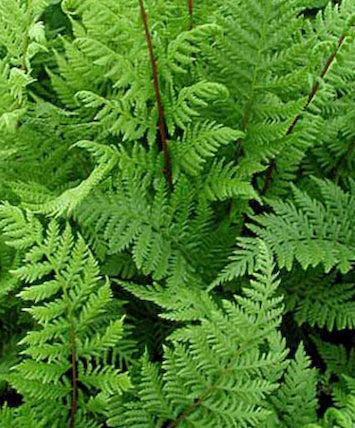 Fern Lady in Red - 1 Gallon