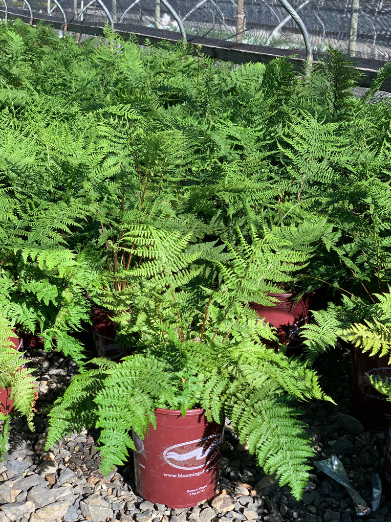 Fern Lady in Red - 1 Gallon
