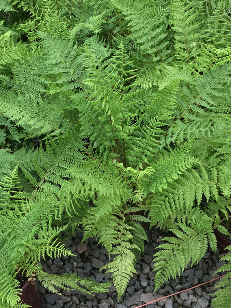 Fern Lady in Red - 1 Gallon