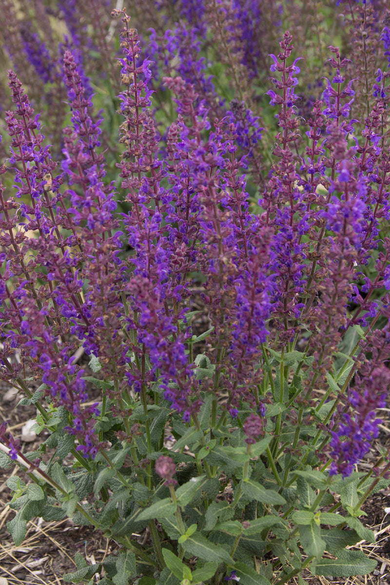 Salvia Viola Klose - 1 Gallon