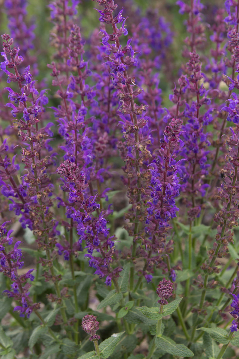 Salvia Viola Klose - 1 Gallon
