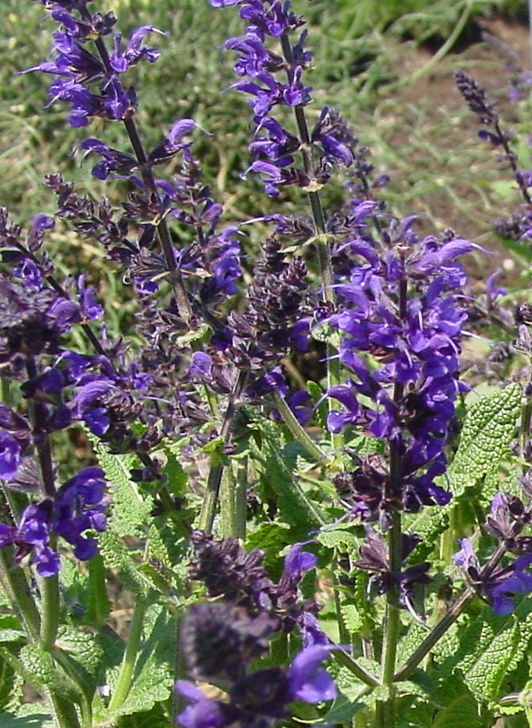 Salvia Viola Klose - 1 Gallon