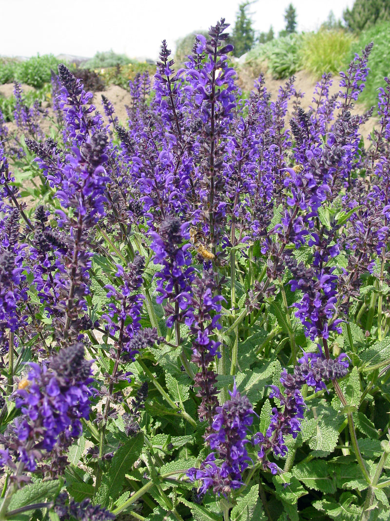 Salvia Viola Klose - 1 Gallon