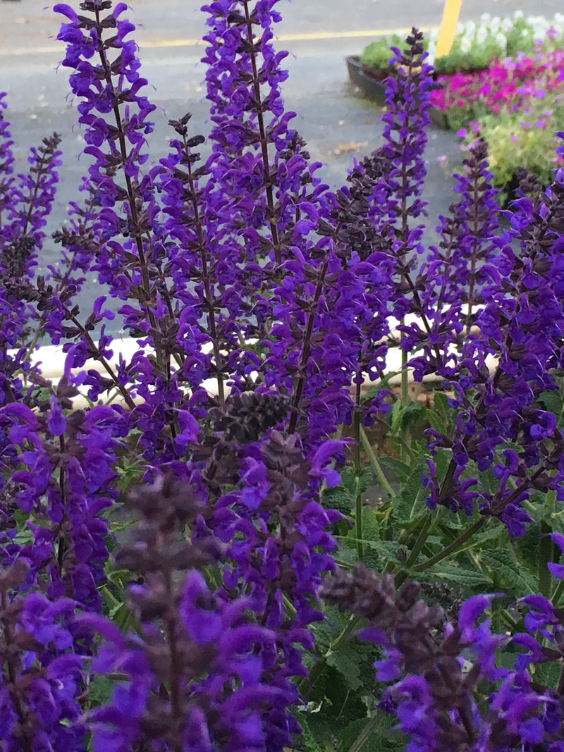Salvia Viola Klose - 1 Gallon