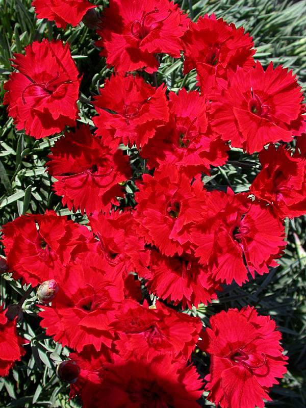 Dianthus Fire Star - Quart