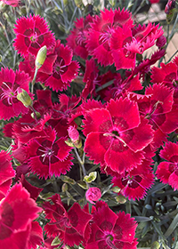 Dianthus Fire Star - Quart