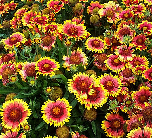 Gaillardia Arizona Sun - 1 Gallon