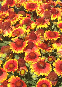 Gaillardia Arizona Sun - 1 Gallon
