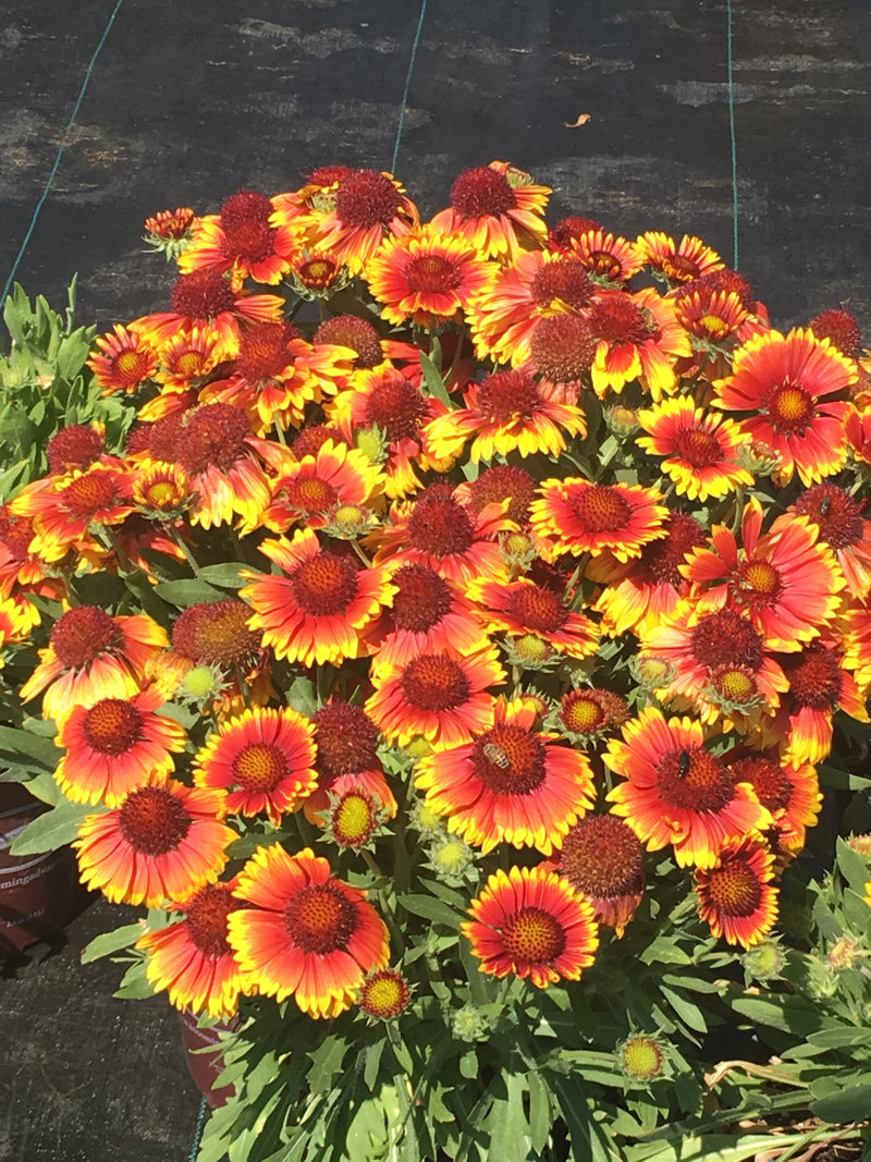 Gaillardia Arizona Sun - 1 Gallon