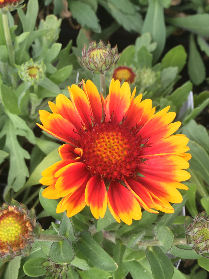 Gaillardia Arizona Sun - 1 Gallon
