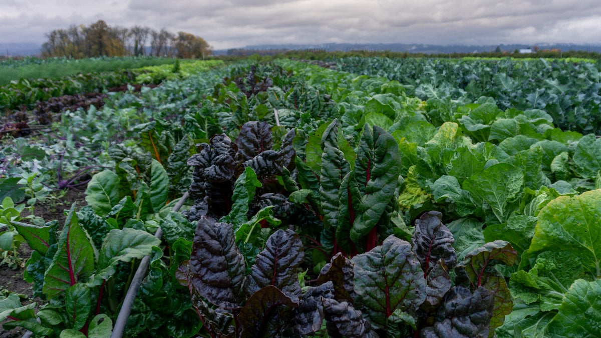 Field of leafy green vegetables with a cloudy sky