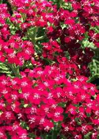 Achillea Summerwine - 3.5"