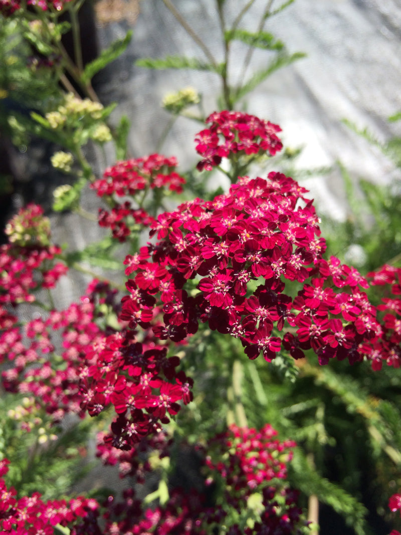 Achillea Summerwine - 3.5"