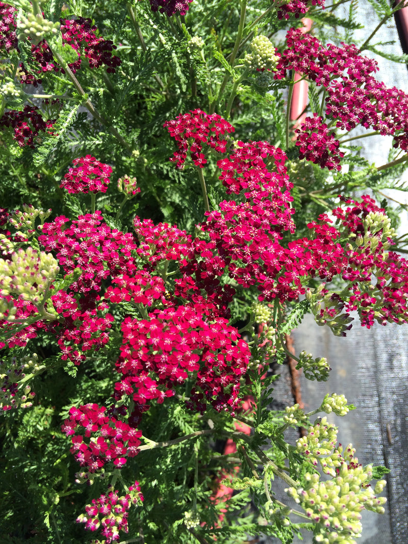 Achillea Summerwine - 3.5"