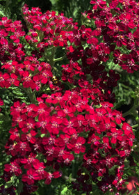 Achillea Summerwine - 3.5"