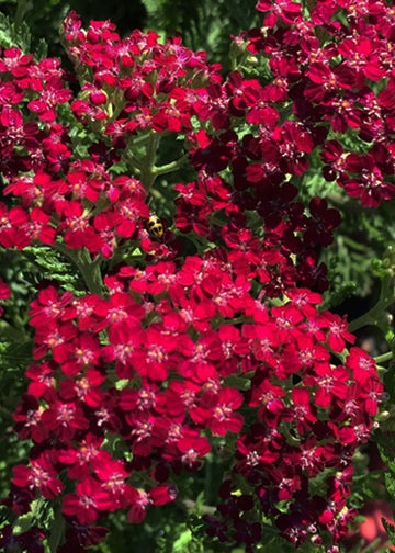 Achillea Summerwine - 3.5"