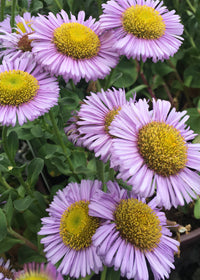 CLASS Late Season Luminaries: Plants that Shine in Autumn & Beyond